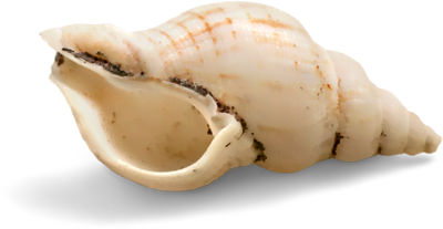 conch