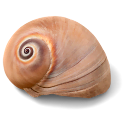 shell