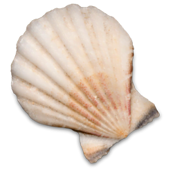 shell